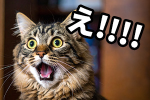 驚く猫のイメージ